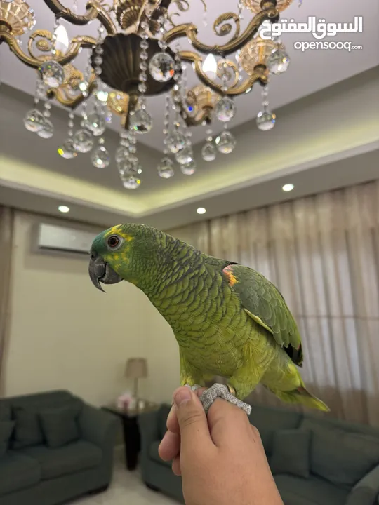 بلوفرنتد من اقوى الحبات بالاردن اليف جدا متكلم قوي سوره الكوثر ، الف صلاه وسلام ، ويه ويه بابا جا