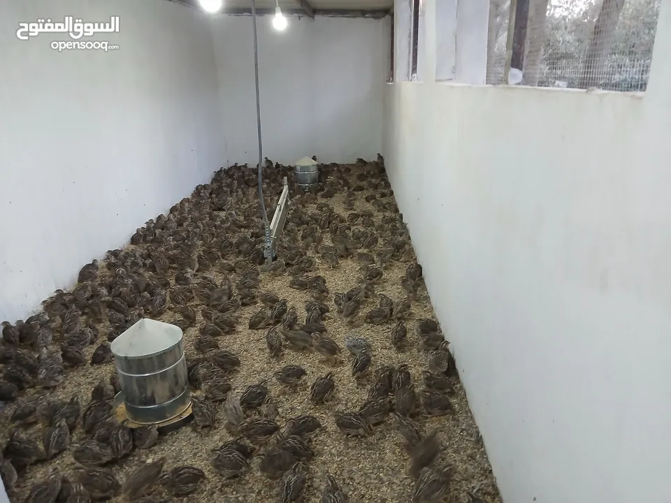 متوفر لدينا  فري (السمان) ذبخ +بياض
