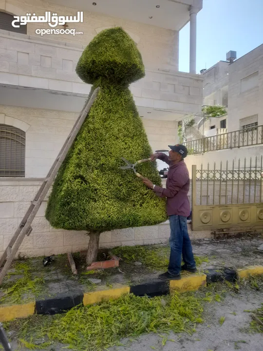 قص نخيل وقص حطب وترتيب اشجار الزينه وذراعه النخيل هاني المصري