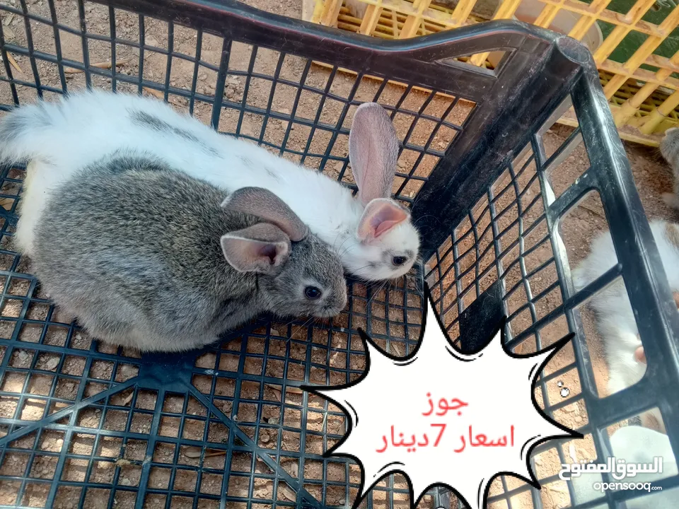 ارانب هجين