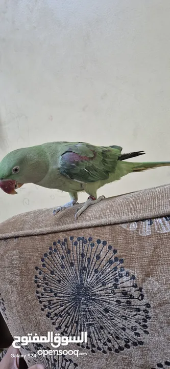 متوة نثية نيبالية أليفة ومتكلمة