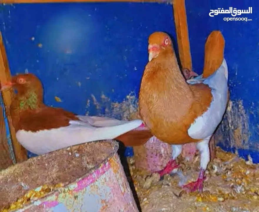 جوز يهوديات تحتهم فرخ وبيض