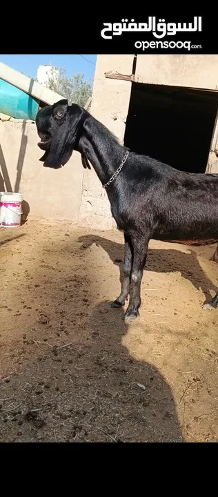 جدي شامي ابيض ابرص توب ثني حبتين على كل جال وثلث معزا مراح توب التوب مقنوي