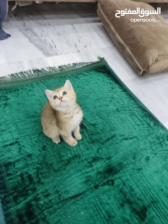 قطه سكوتش ستريت جولدن العمر 60 يوم ذكر شورت هير