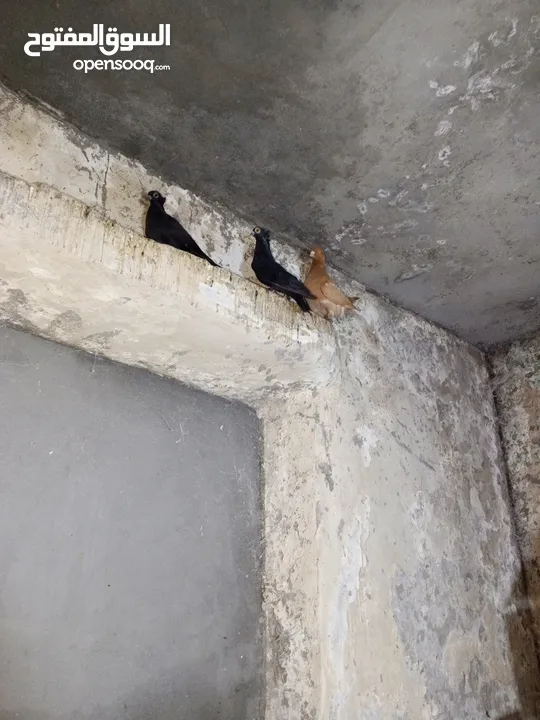 حمام زق شي فاخر من الاخر جواز كل جوز بسعره وفي فراخ  جواز مكفوله