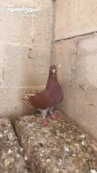 كوم حمام للبيع العدد 12 طير