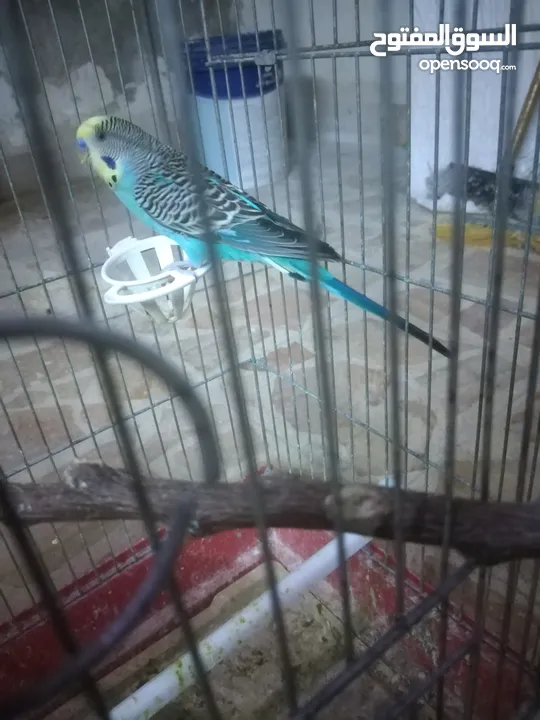 3 جواز حب مع فراخ شغالااات مقفصات 3 معالف