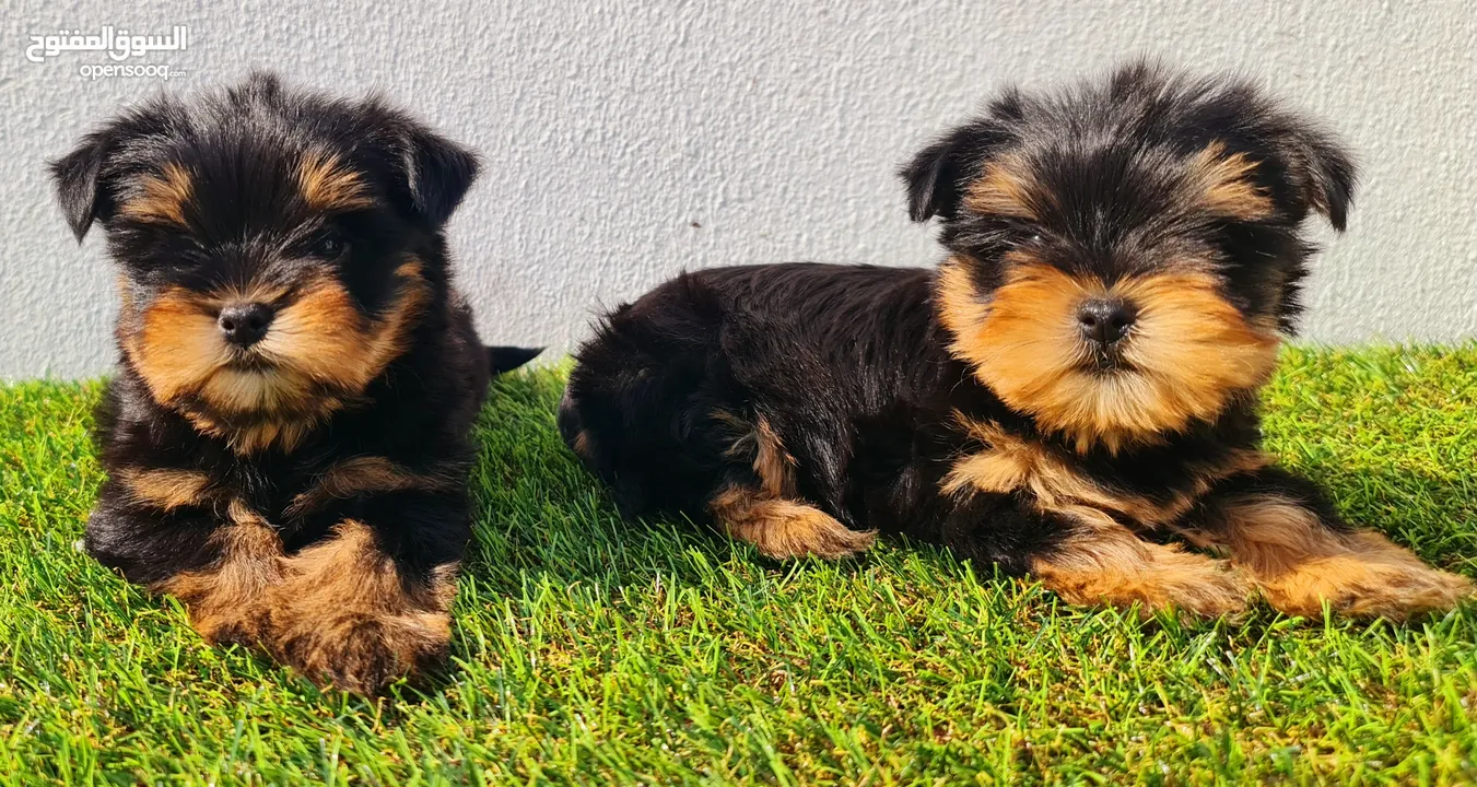 Mini toy poodle, pomeranian, Golden retriever, yorkshire