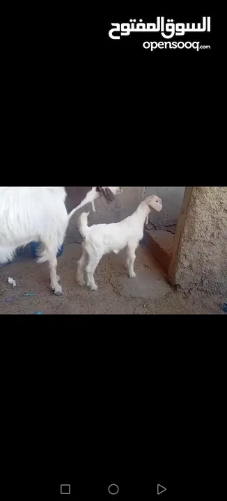 عنز وراها سخله بيضا برصا مميزه