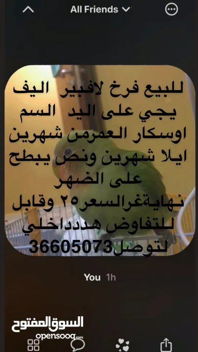 فرخ لافبير اليف للبيع