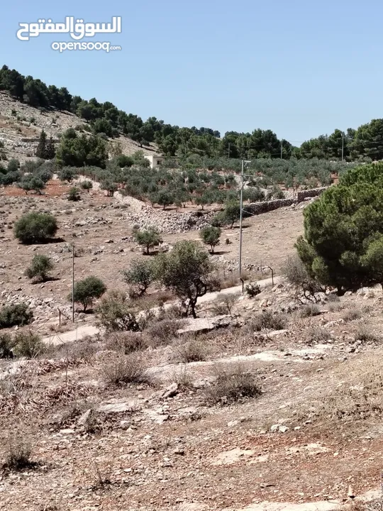 ارض للبيع 2 دنم جرش عنيبه سكان المهندسين