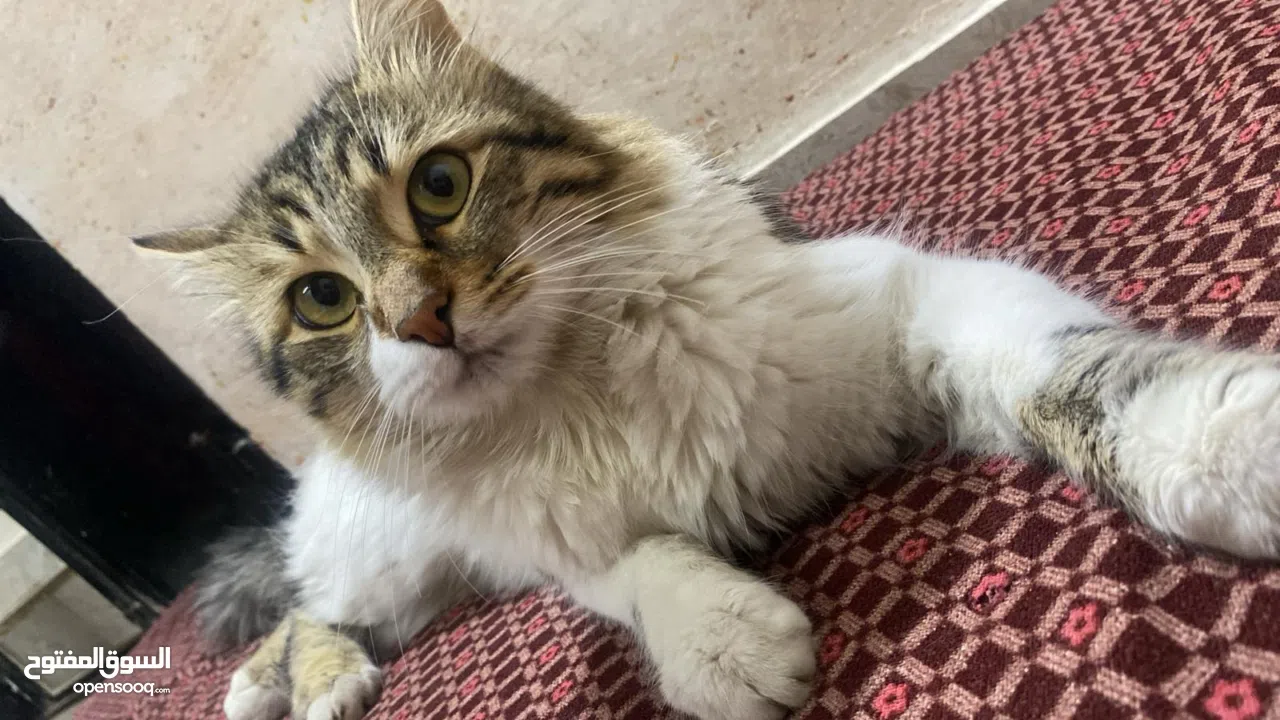 ابو حسين للبيع باكل كلشي البدك ياه باكل