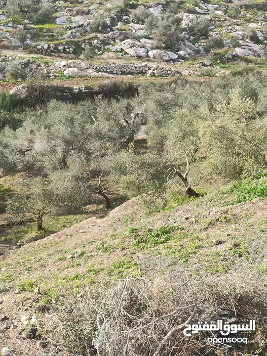 ارض زراعيه في بلعا دير الغصون
