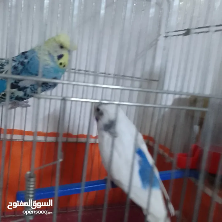 التواصل عبر الوتس اب عصافير حب وكوكتيل حجم جامبو كبير مفتلات والبينه وعادي