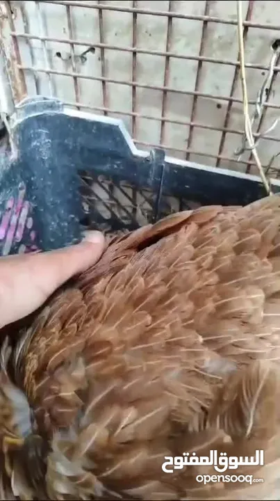 دجاجة گافة بدون بيض