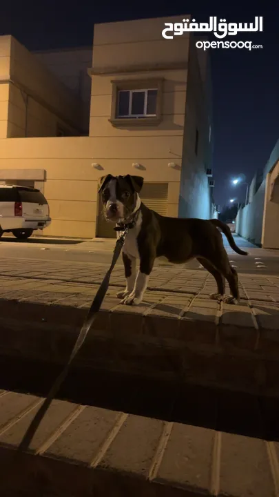 نثية اميركاً بولي xl-American bully xl