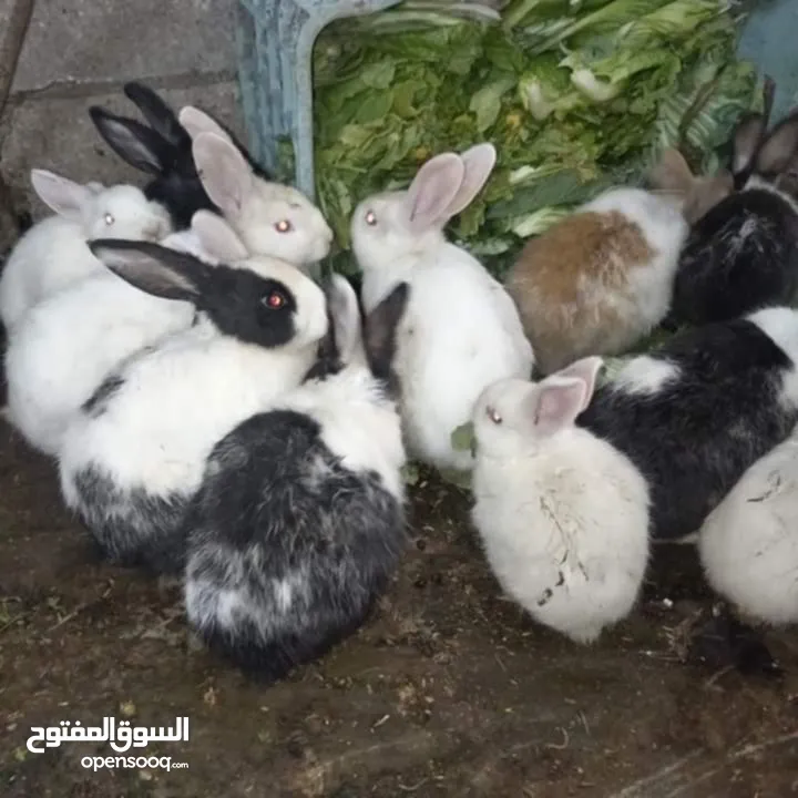 ارانب للبيع بسعر الكوم  لا يوجد مكالمات التواصل على الدردشه
