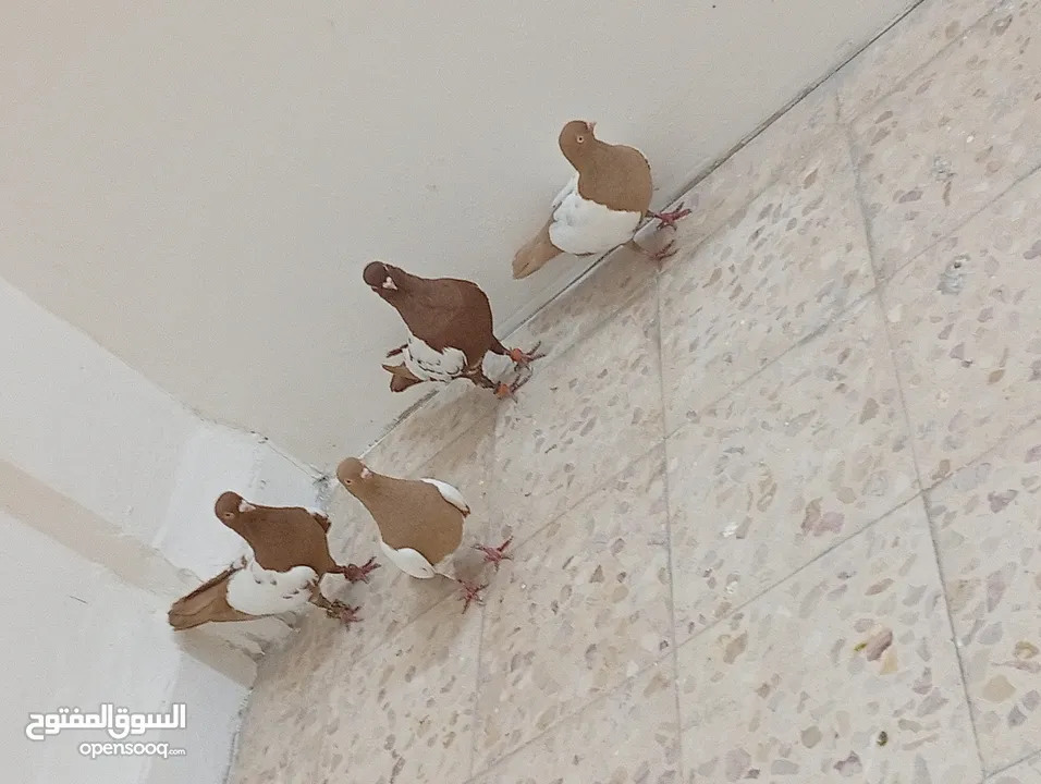 جواز حمام للبيع المستعجل وبسعر مغري جدا