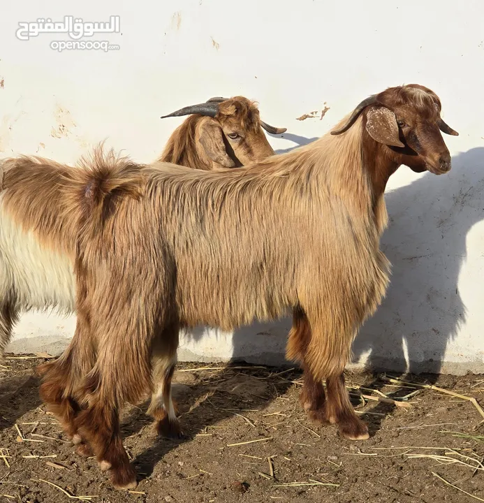 جدايا جباليات كبار وسمان فول  ع 175 لراسين ما شاء الله عليهن الي يدور على حلال نظيف الله يبارك