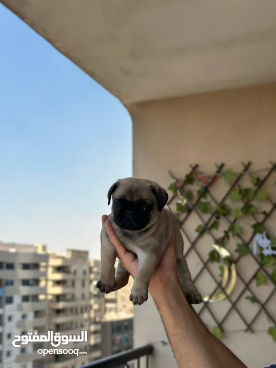 جراوي بج، pug puppies