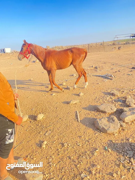 خيل  لبيع العمر سنتين فرس انثى