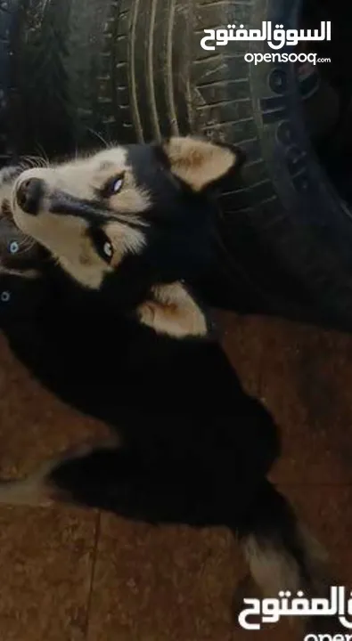 موجود كلبة هاسكي انثى للبيع
