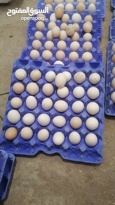 بيض بلدي طازج للبيع