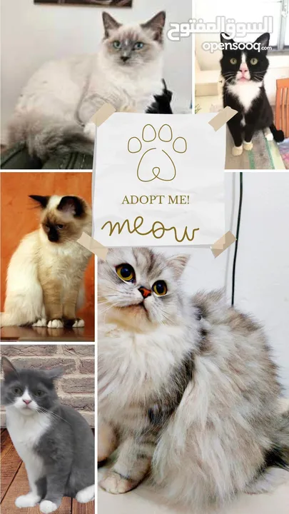 قطط شيزازي تركية للبيع مرحة جدا Turkish Shizazi cats