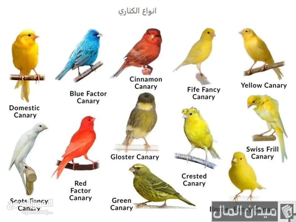 تشكيلة كنارات خرافية البيع عالسمع اذا مش نار ومغنى احلى من ام كلتوم لا تشيل تعال عالوصف