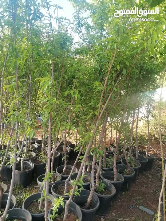 زراعة الحدائق