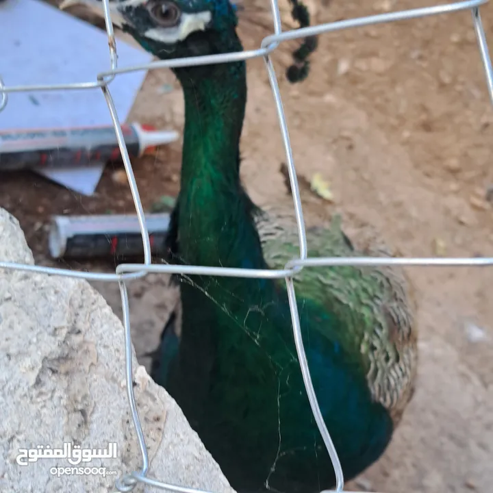 ذكر طاوؤس هندي للبيع
