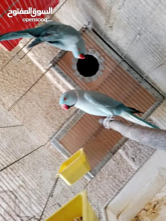 جواز دره نخب شغاله