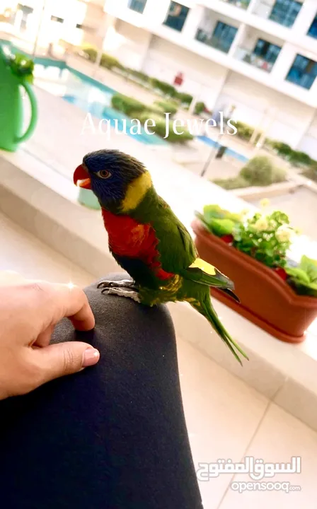 Parrot Lory rainbow
