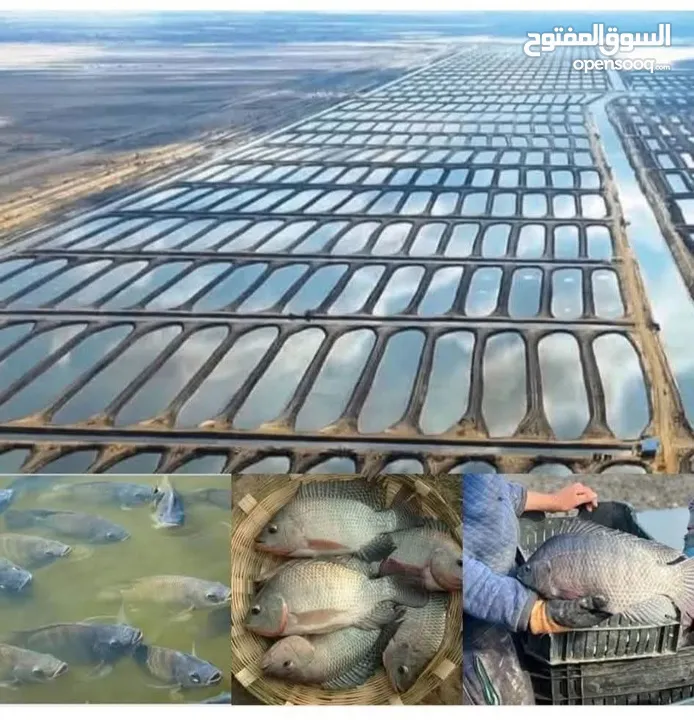 للباحثين عن بناء شركة للاستثمار الزراعى والانتاج الحيوانى