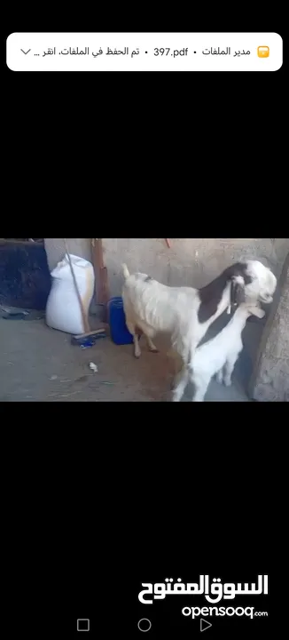 عنز وراها سخله بيضا برصا مميزه