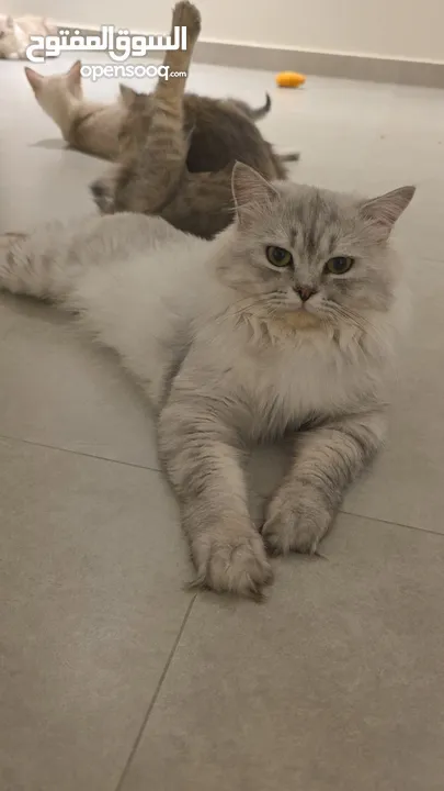 قطط كبيرة للتبني انواع مكس