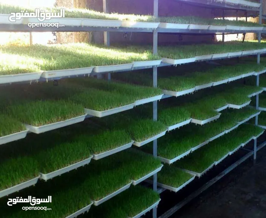 استنبات شعير  شعير مستنبت Sprouted   صواني استنبات شعير Barley germination barley