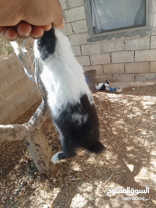 ارانب للبيع بسعر مغري