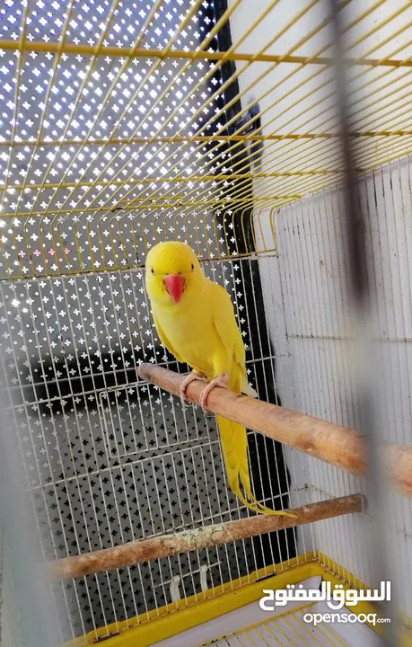 بسم الله الرحمن الرحيم صلو على النبي للبيع طيره دره لاتينو عيون حمر ريش كامل ناقصها ذكر بس