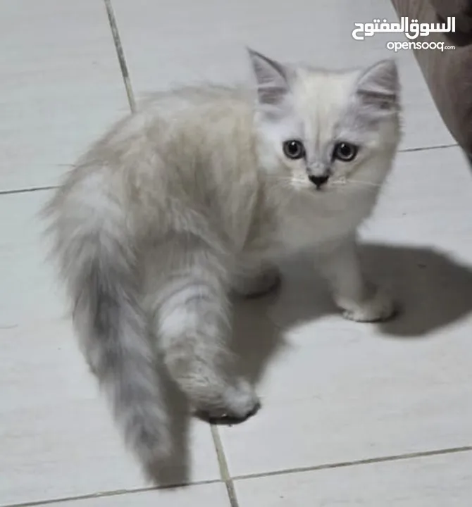 قطط شيرازي مكس هملايا  Himalayan mix Persian cats