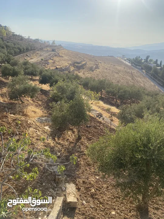 مزرعة للبيع
