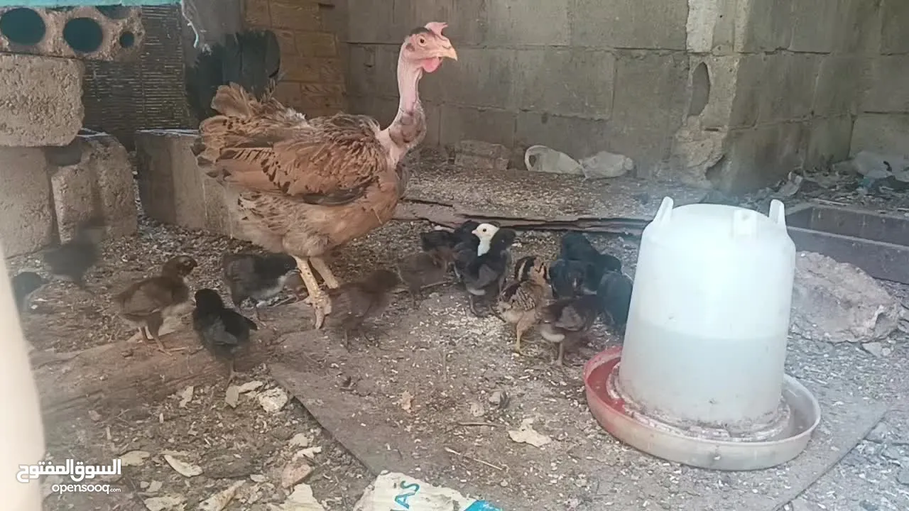جاجه يهوديه معها 25 صوص بلدي