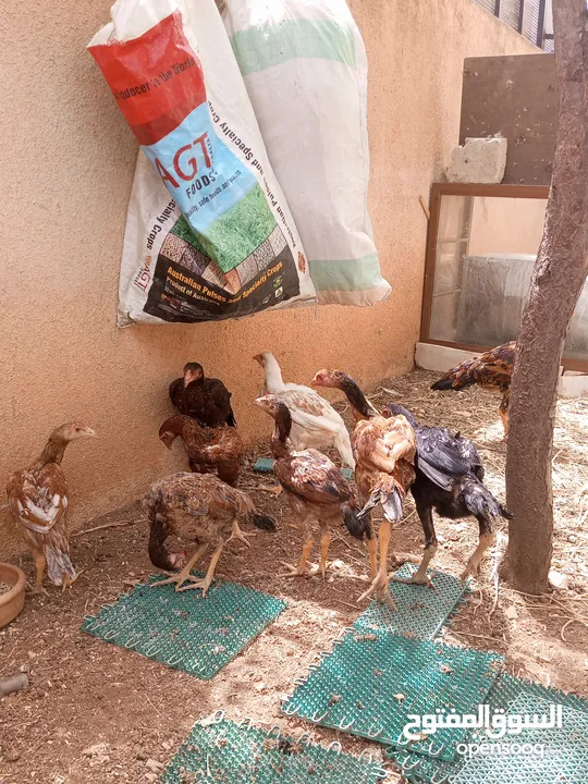 دجاج باكستاني
