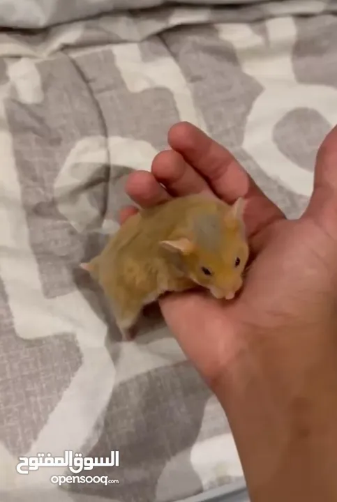 1 big hamster and 4 baby hamsters   1 هامستر كبير و 4 هامستر صغير