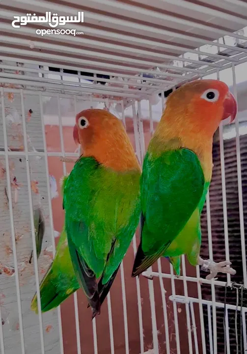 love birds and fischers breeders with cage and nest box