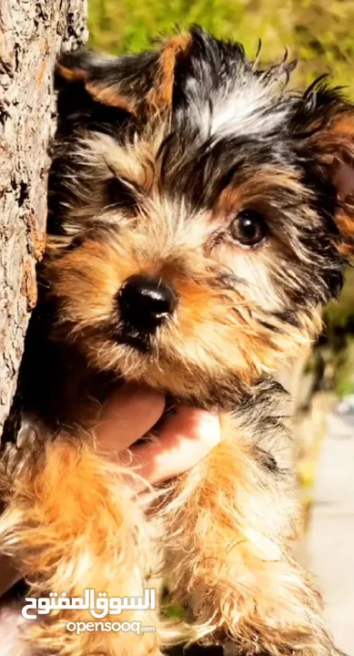 Yorkshire terrier male puppy