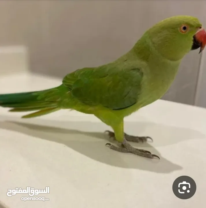مطلوب أنثى ببغاء درة بعمر سنتين بسعر طري وتكون اليفة