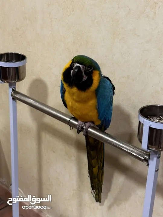 للبيع مكاو ، Selling Macaw