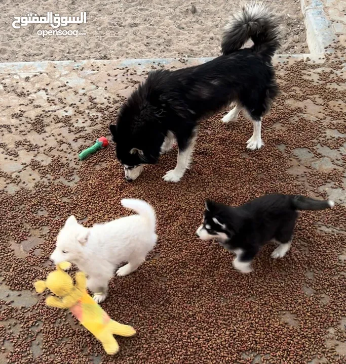 Husky Malamute mix puppies 1 and a half months.