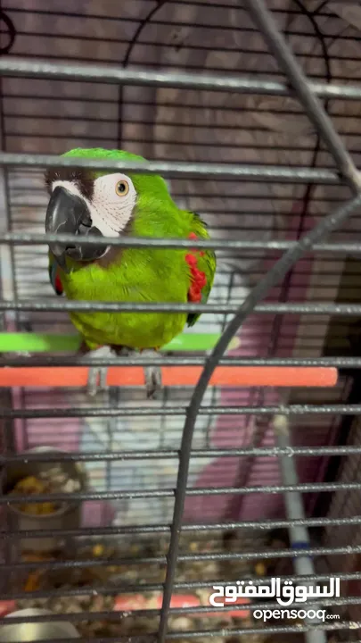 Chestnut-fronted macaw